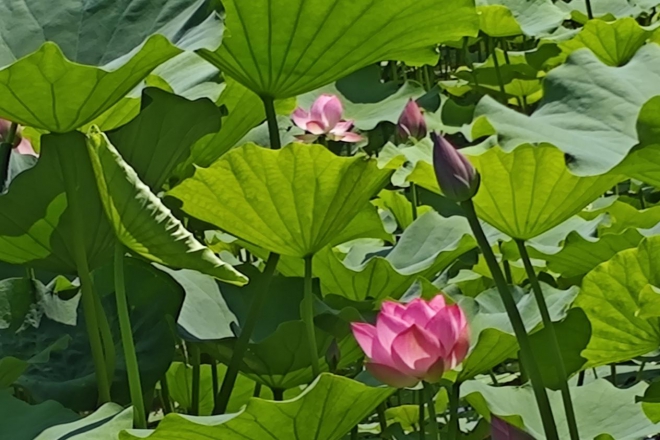 “荷香溢彩·智享摄影”摄影公益活动成功举办，共绘老龄生活新画卷